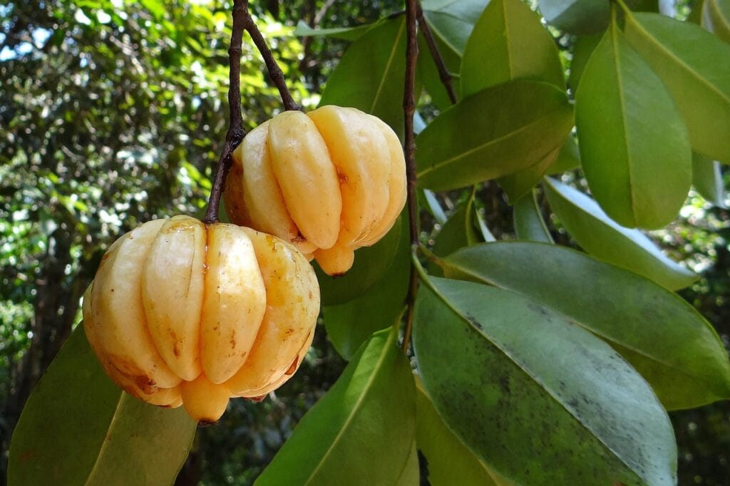 garcinia cambogia, malabar tamarind, vadakkan puli, northern tamarind, garcinia gummi-gutta, gambooge, brindleberry, nature, brindall berry, kudam puli, pot tamarind, fruit, edible, sour, western ghats, forest, karnataka, india, green fruits