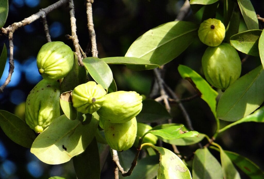 Asam Gelugur - Asam Gelugur garcinia cambogia, malabar tamarind, vadakkan puli, northern tamarind, garcinia gummi-gutta, gambooge, brindleberry, brindall berry, kudam puli, pot tamarind, fruit, edible, sour, western ghats, forest, karnataka, india, garcinia cambogia, garcinia cambogia, garcinia cambogia, garcinia cambogia, garcinia cambogia