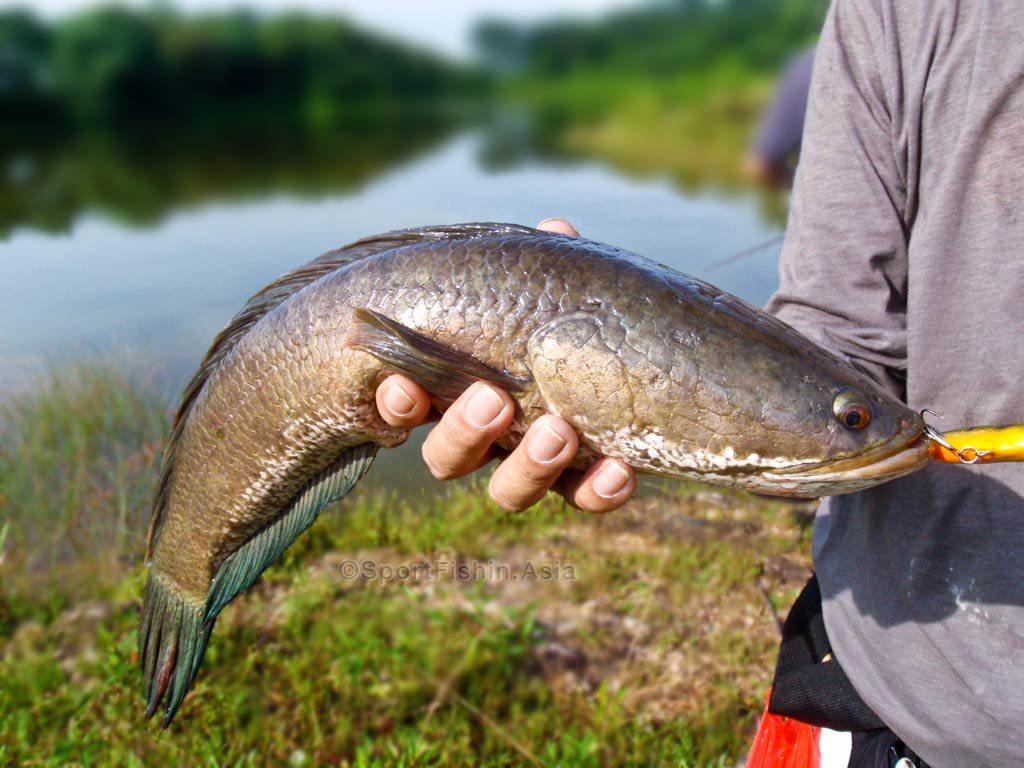 ikan gabus