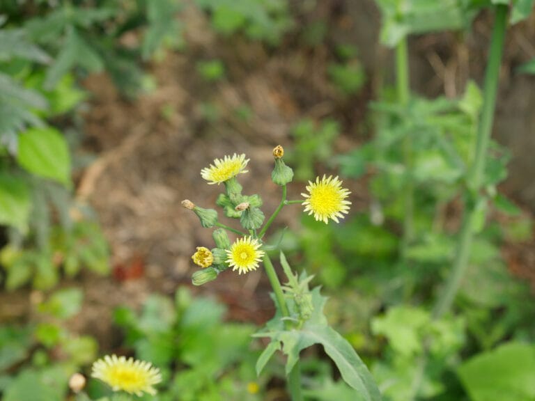 - Glosarium 2021 SPINY SOWTHISTLE-