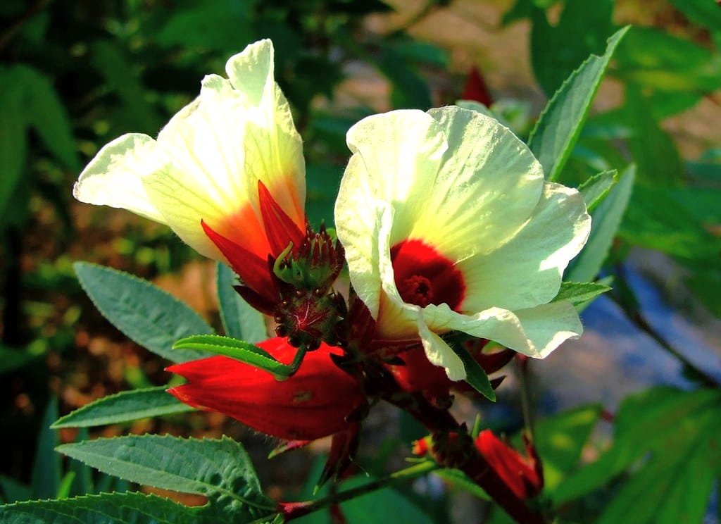 rosela - Rosela rosela - Rosela