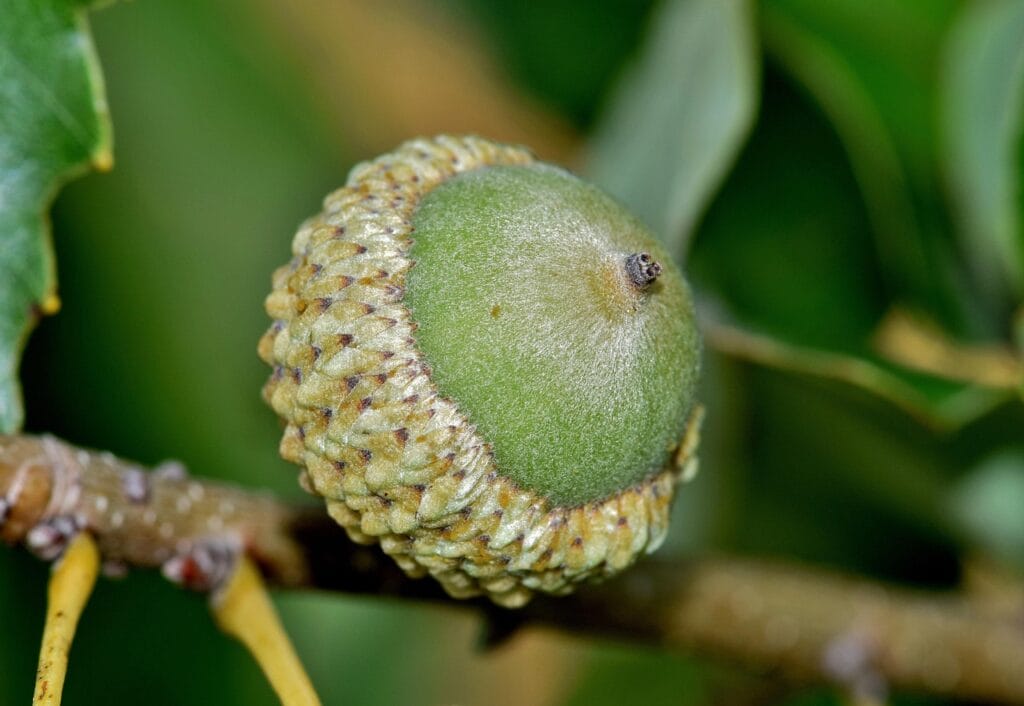 manjakani - Manjakani acorn, nut, oak, oak tree, chinkapin oak, chinquapin oak, white oak, tree, seed, nature, green, leaves, flora, botany, botanical, quercus alba, quercus muehlenbergii, acorn, chinkapin oak, chinquapin oak, white oak, white oak, white oak, white oak, white oak, quercus alba, quercus alba, quercus alba, quercus alba, quercus muehlenbergii