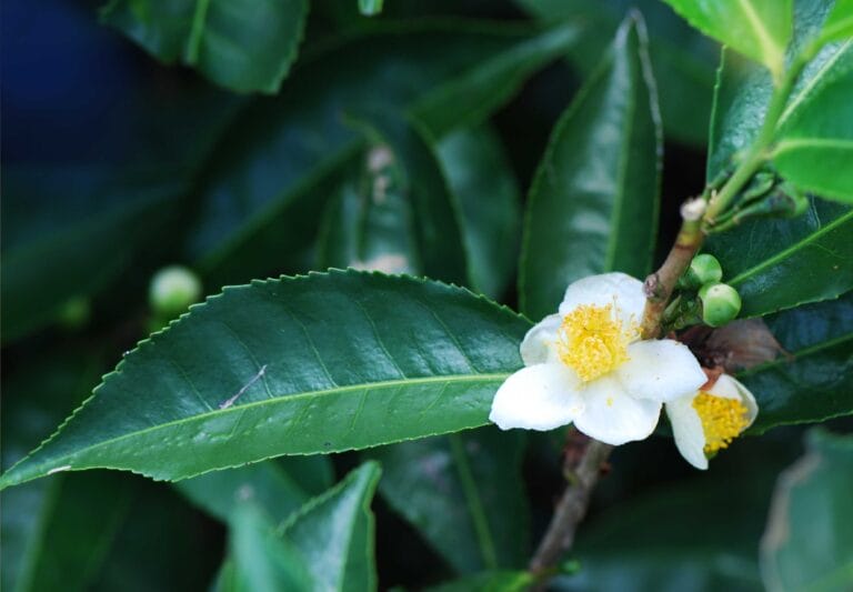- Glosarium Camellia sinensis Bois Cheri