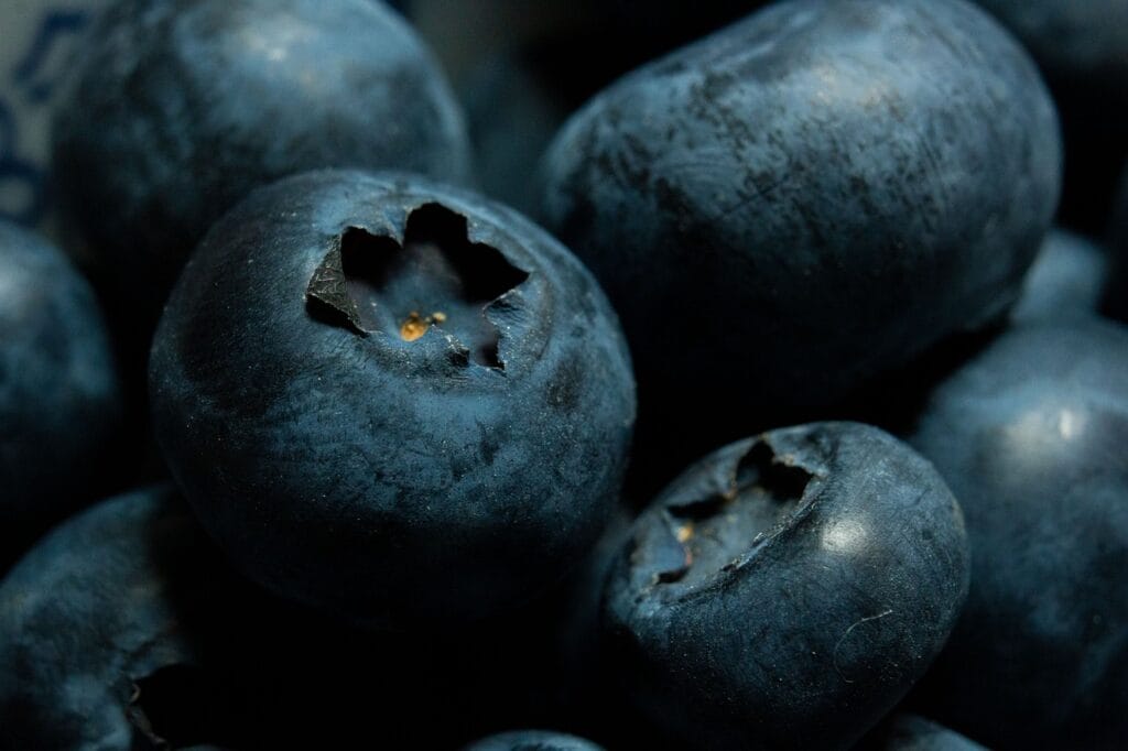 bilberry - Bilberry blueberries, bilberry, macro, fruit, blueberries, blueberries, blueberries, blueberries, blueberries, bilberry, bilberry, bilberry, bilberry, fruit, fruit, fruit, fruit