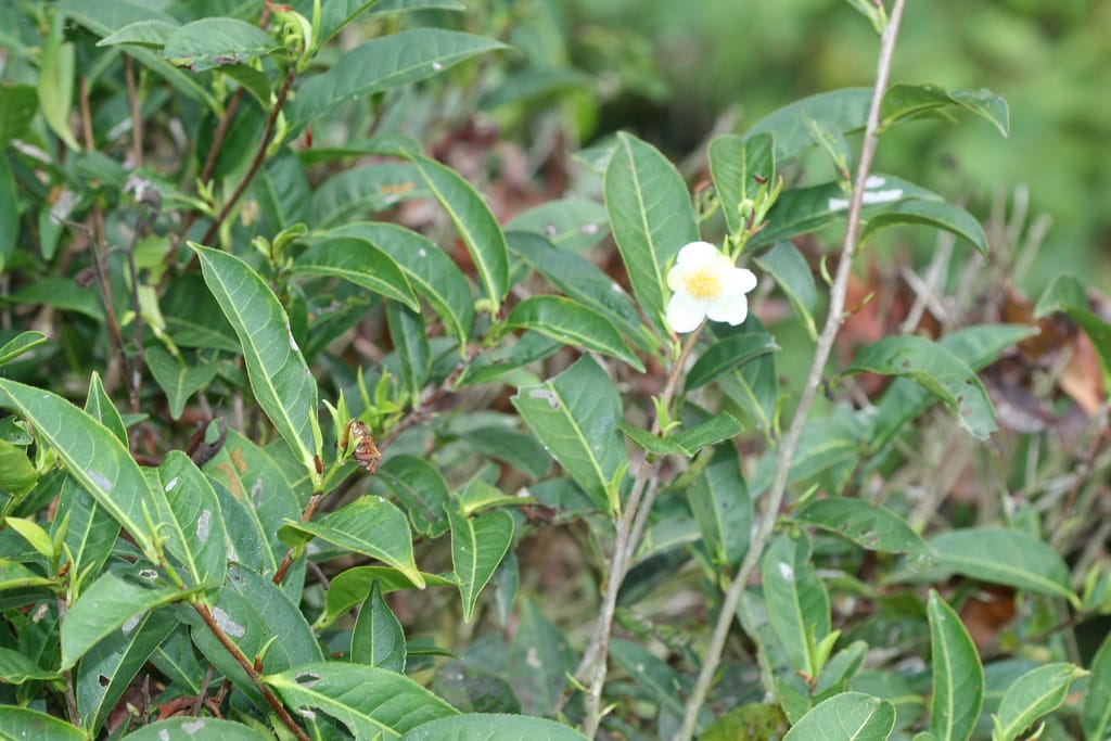 teh hijau - Teh Hijau