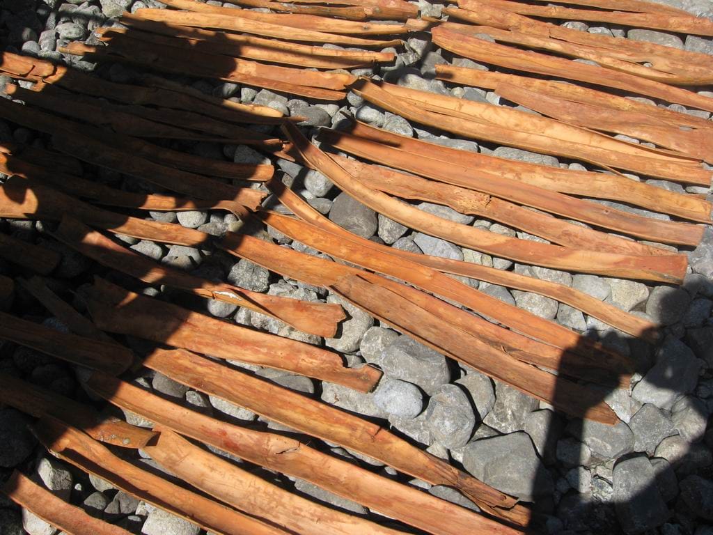 kayu manis - Kayu Manis kayu manis - Kayu Manis