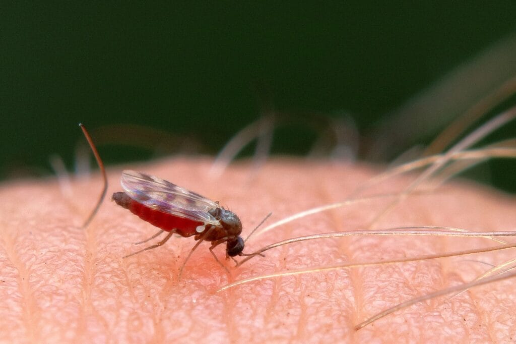 midge, gnat, mosquito, insect, biting, scottish, bite