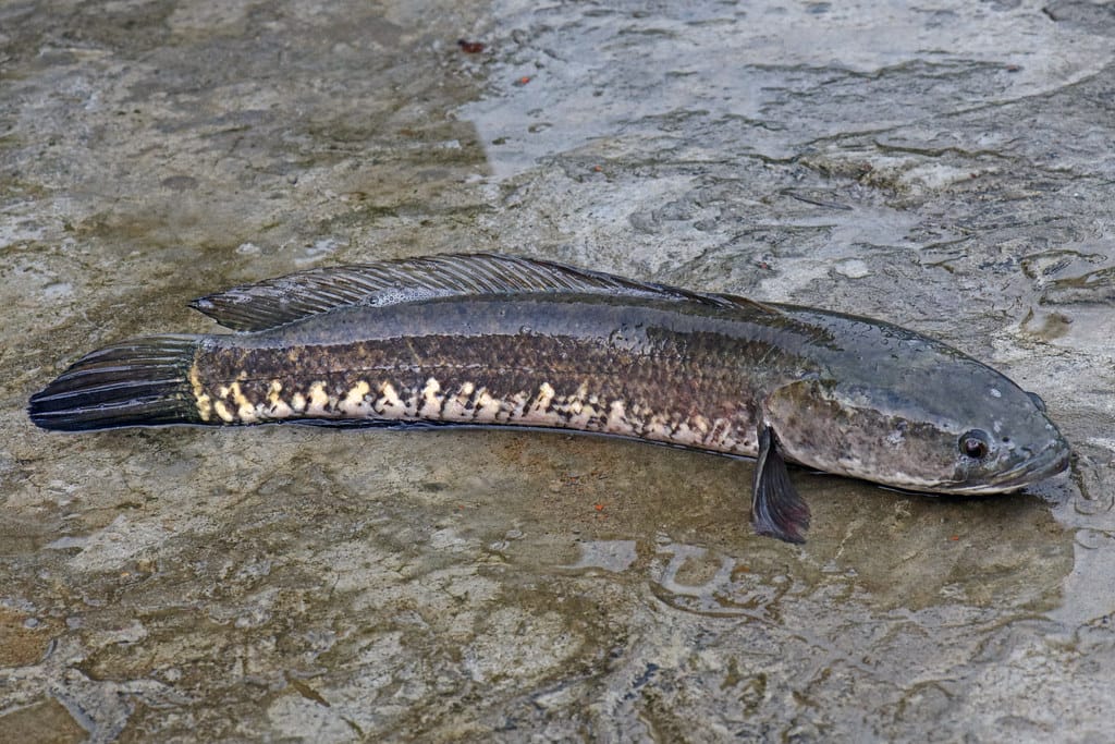 ikan gabus - Ikan Gabus ikan gabus - Ikan Gabus