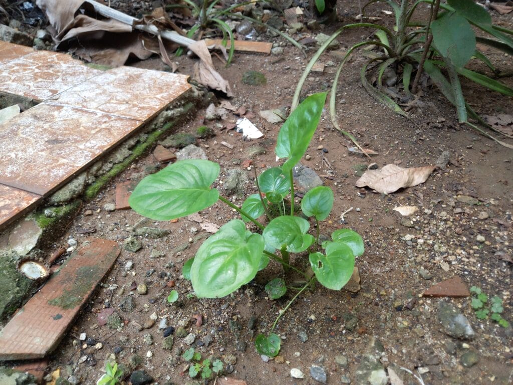 - Keladi Tikus