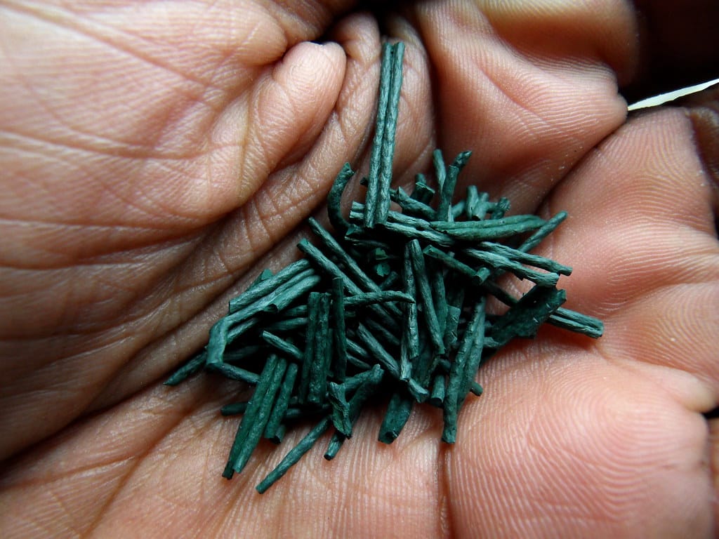spirulina - Spirulina spirulina - Spirulina