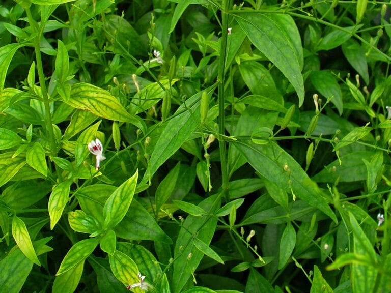 Andrographis paniculata 001