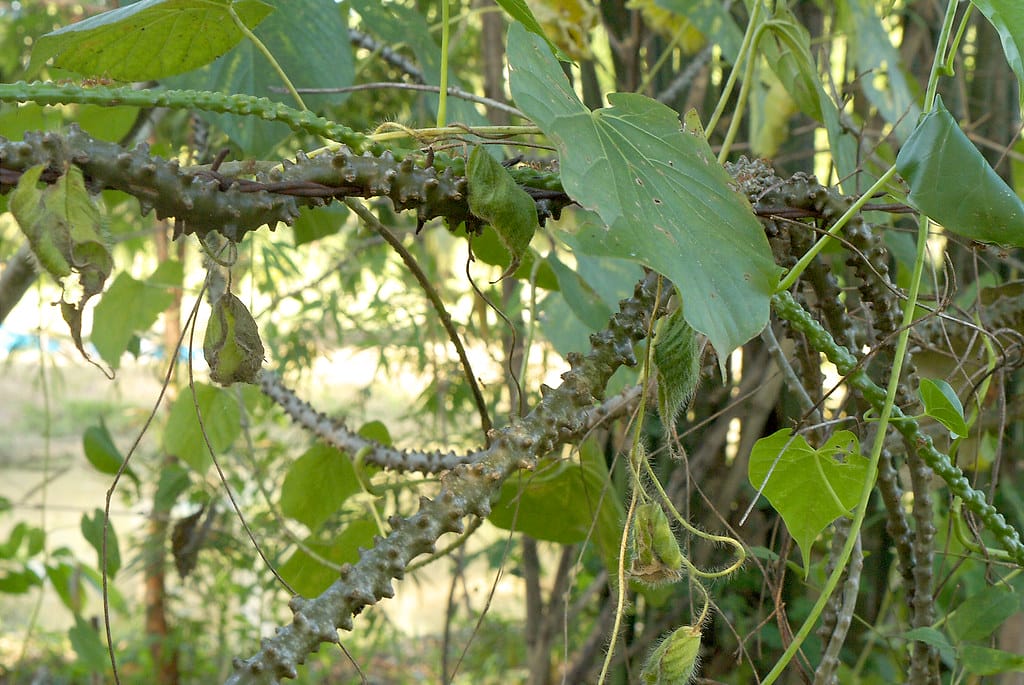 brotowali - Brotowali brotowali - Brotowali