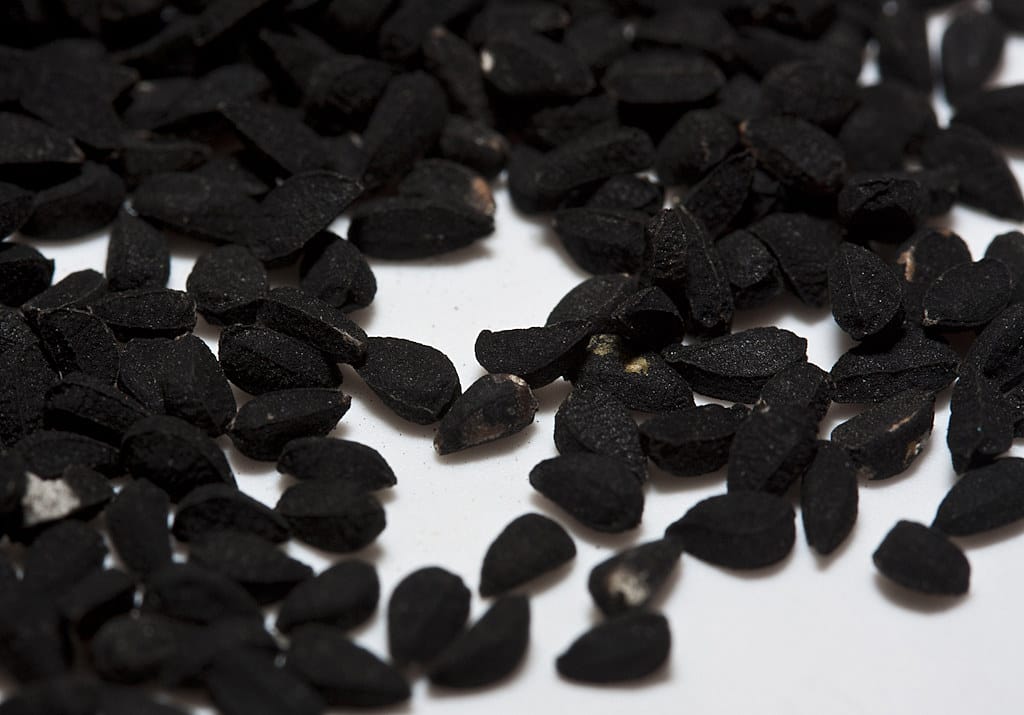 jintan hitam - Jintan Hitam