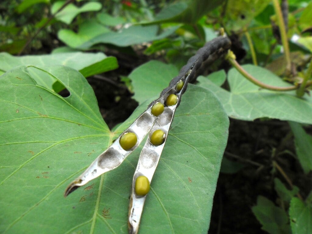 kacang hijau - Kacang Hijau