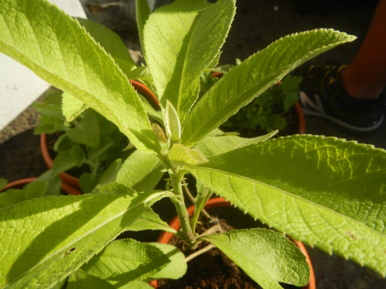 - Glosarium 1017Sambong Blumea balsamifera 12