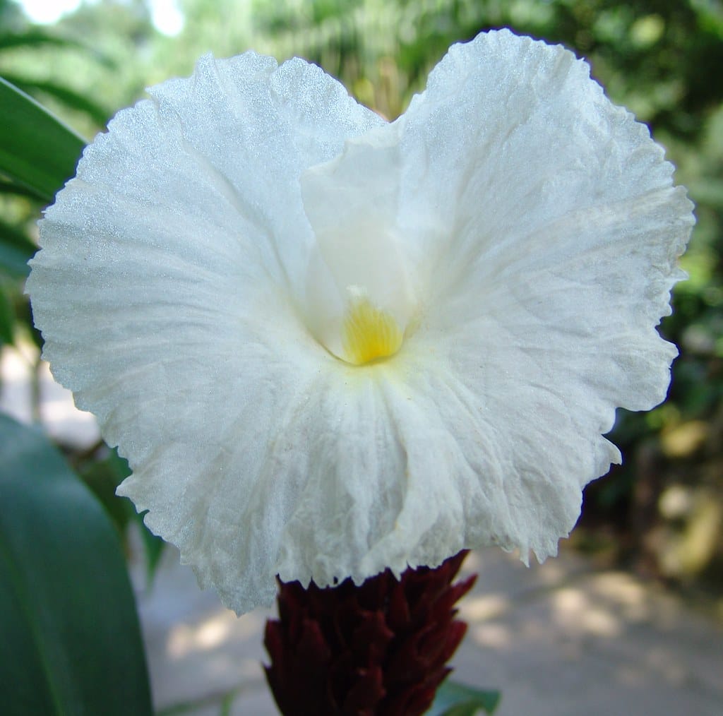 qusthul hindi - Qusthul Hindi qusthul hindi - Qusthul Hindi