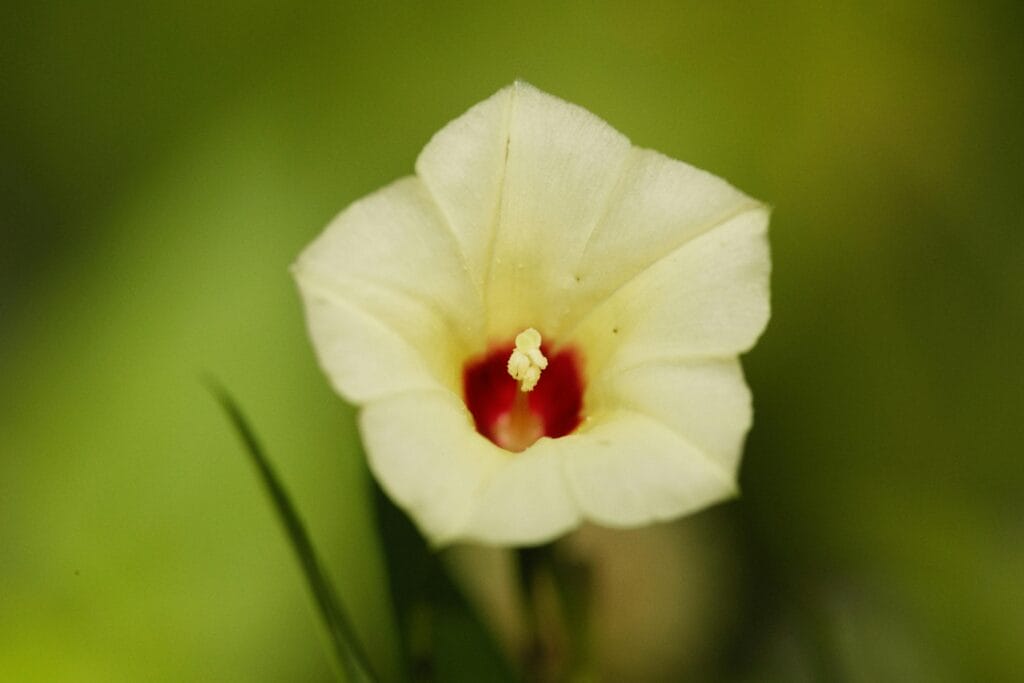 Macro shot of a white flower with a vibrant red center, showcasing its delicate petals.