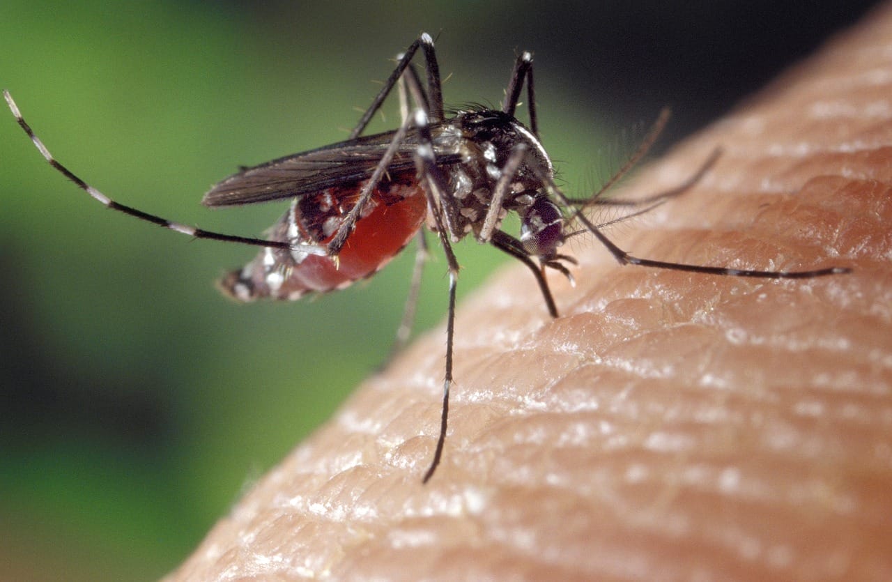 mosquito, female, aedes albopictus, human blood supply, asian mosquito tiger, biting insect, close up, mosquito, mosquito, mosquito, mosquito, mosquito